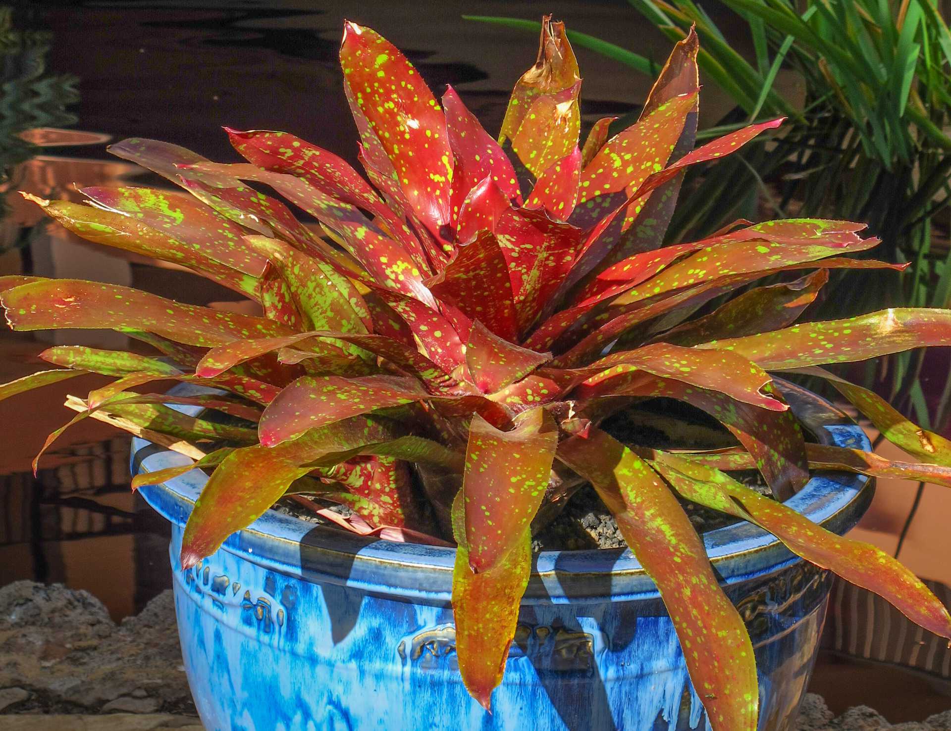 Lanai Ceramic & Stone Planters