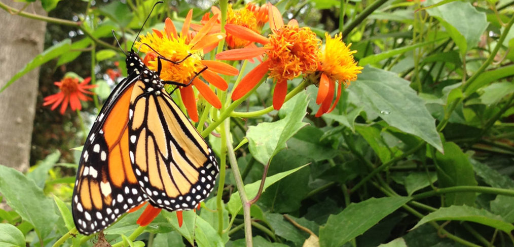 butterfly garden lantana