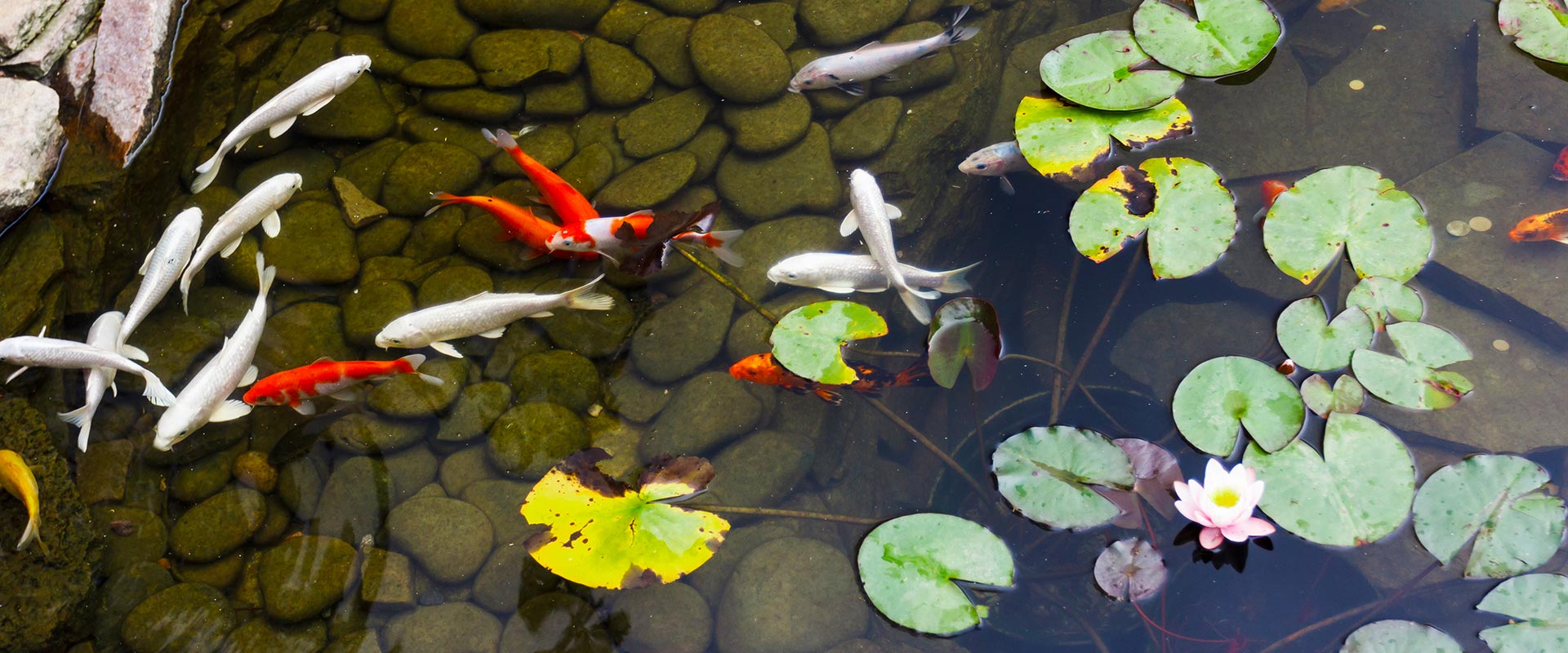 koi pond