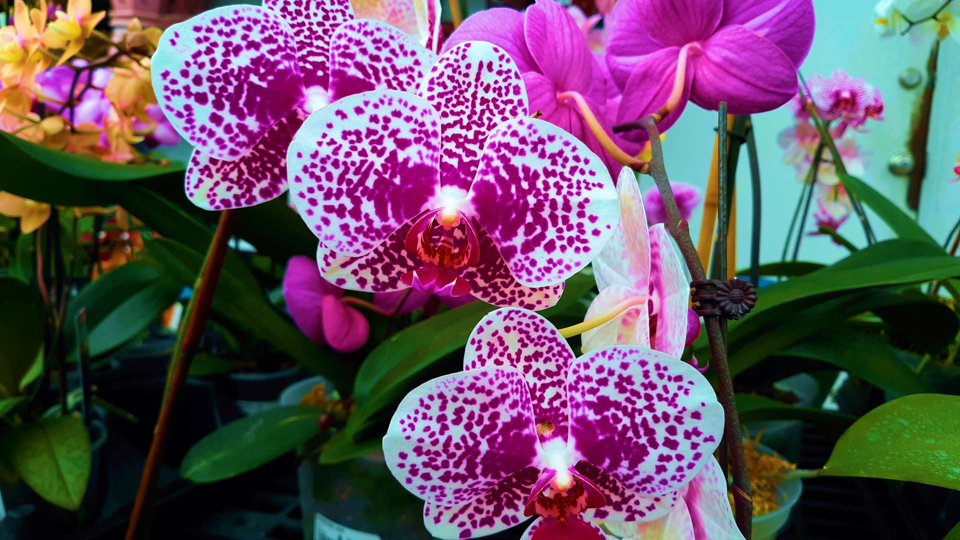 naples garden landscaping flowers