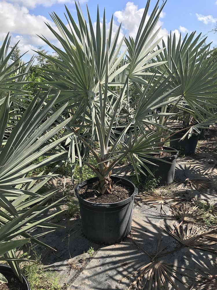 Silver Bismarck Cost