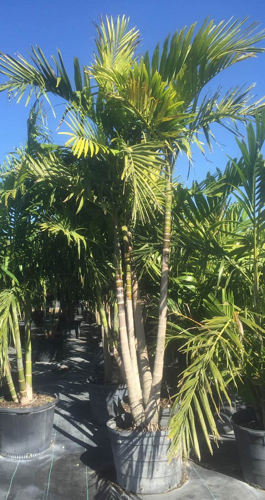 Alexander Palm Install Pricing