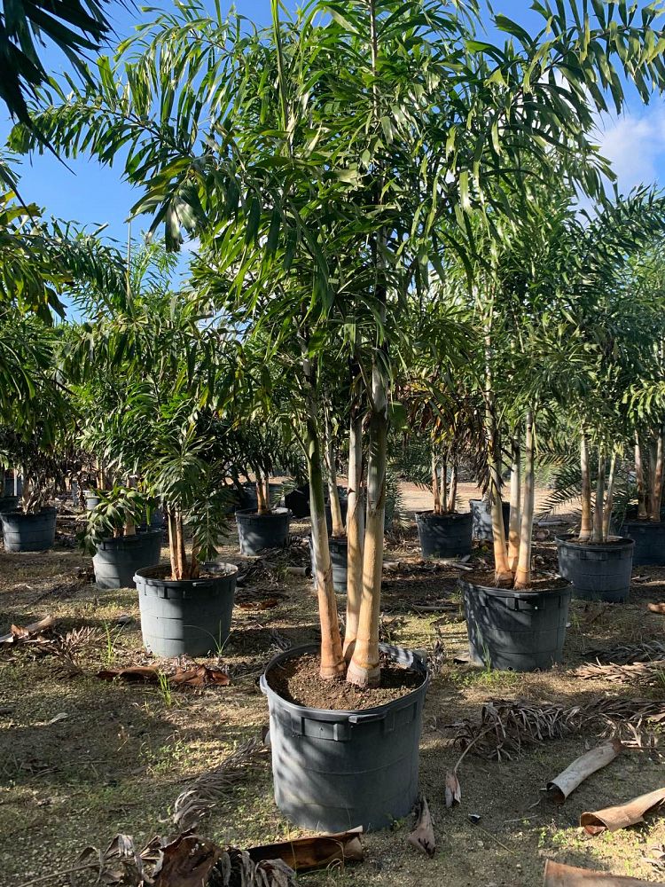 25 gallon Foxtail Palm Install Pricing