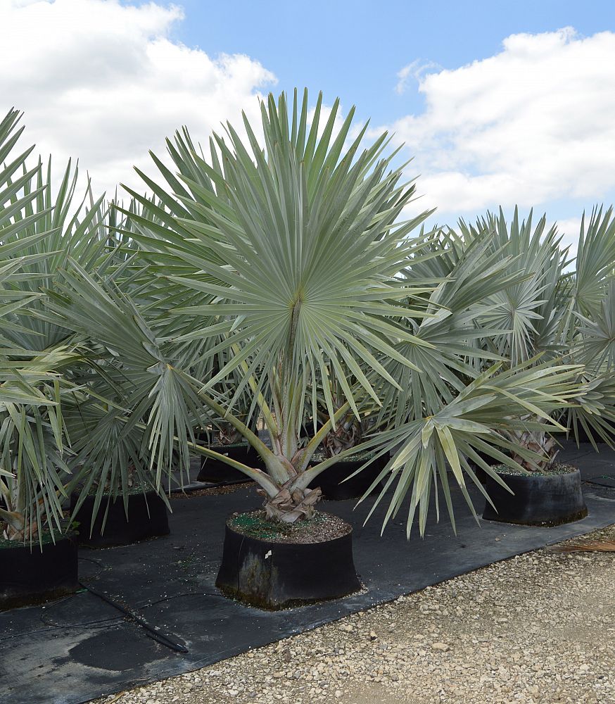 Silver Bismarck Cost 2