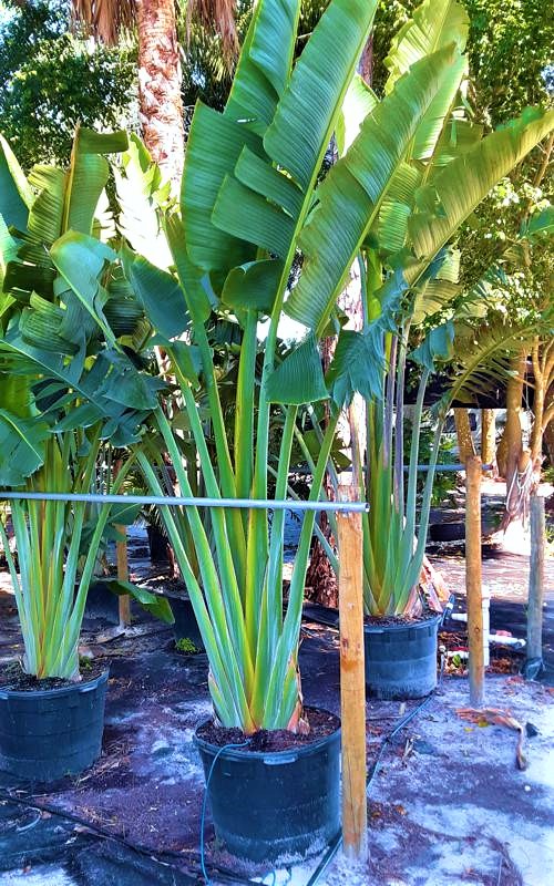 White Bird of Paradise Cost