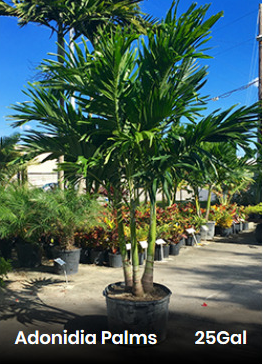 Adonia Christmas Palm Cost