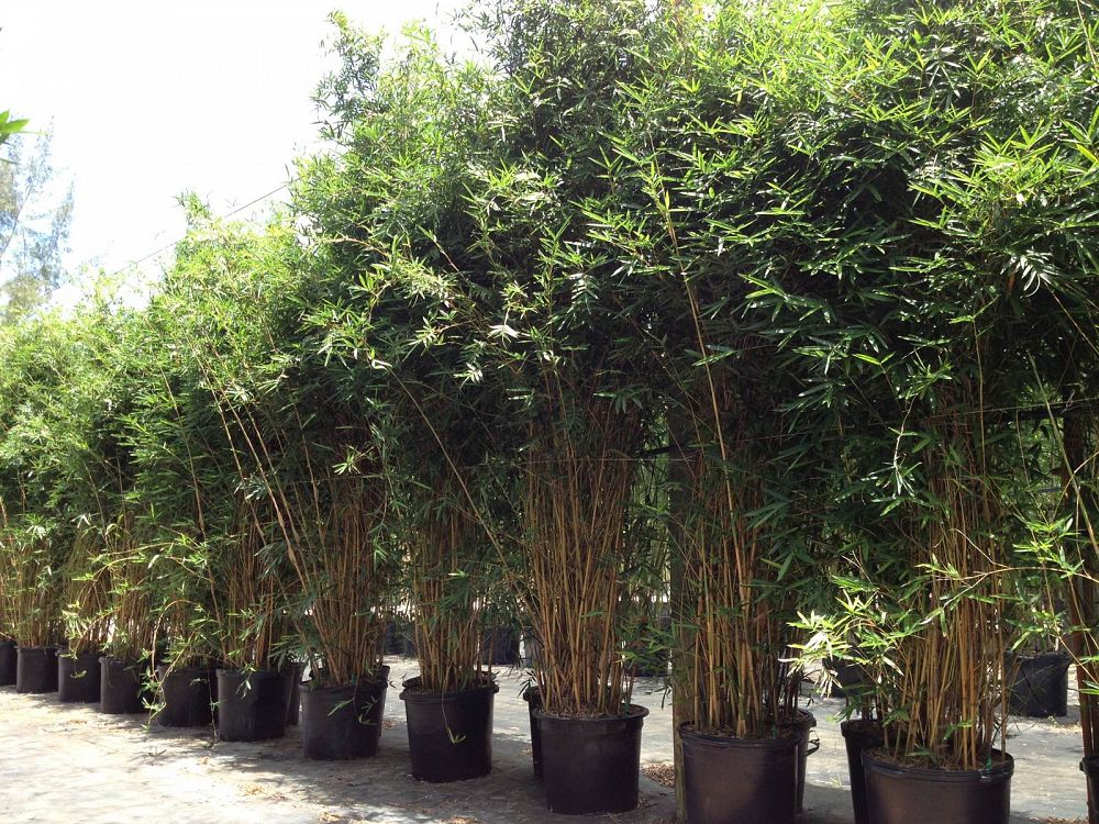 Bamboo Privacy Install Price