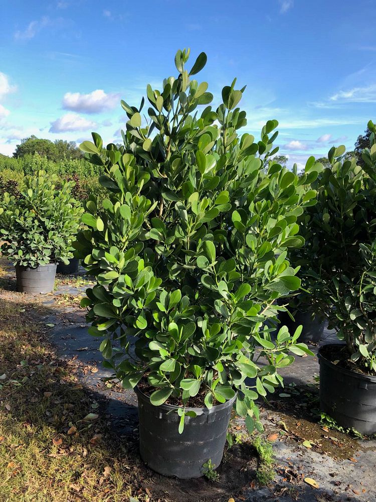 Clusia Hedge 6ft Price