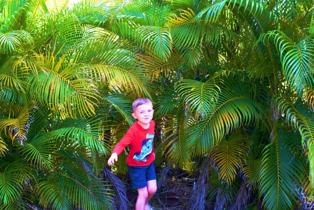 Evergreen Privacy Screening