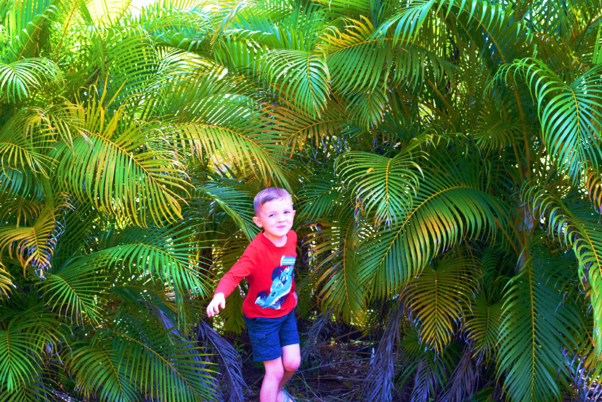 Evergreen Privacy Screening