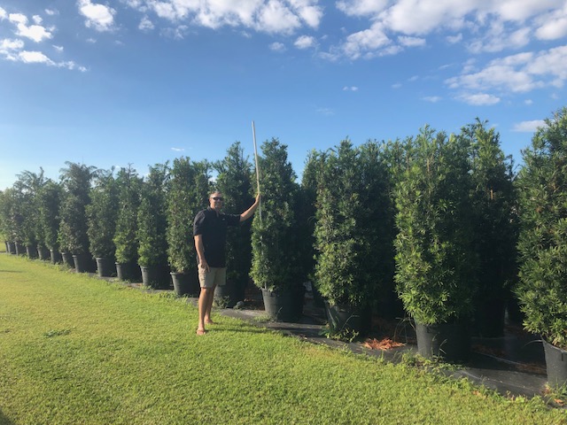Japanese yew - podocarpus hedge for privacy