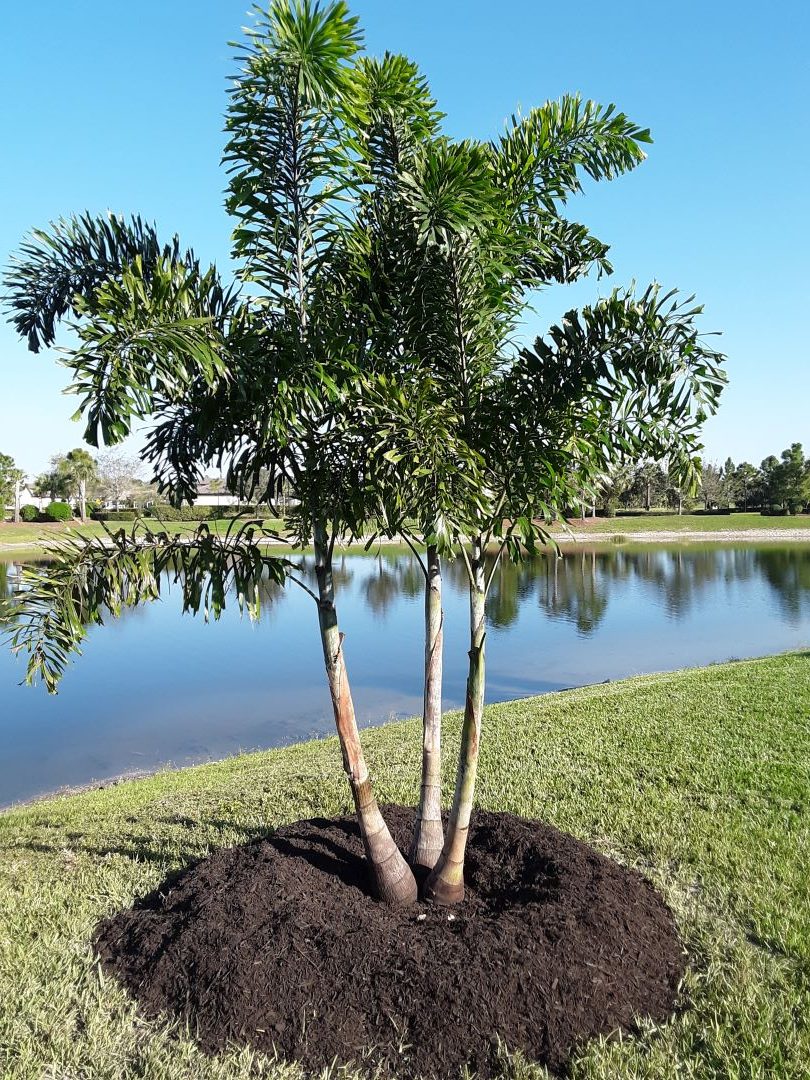 Foxtail Palm Triple 12-16 ft.