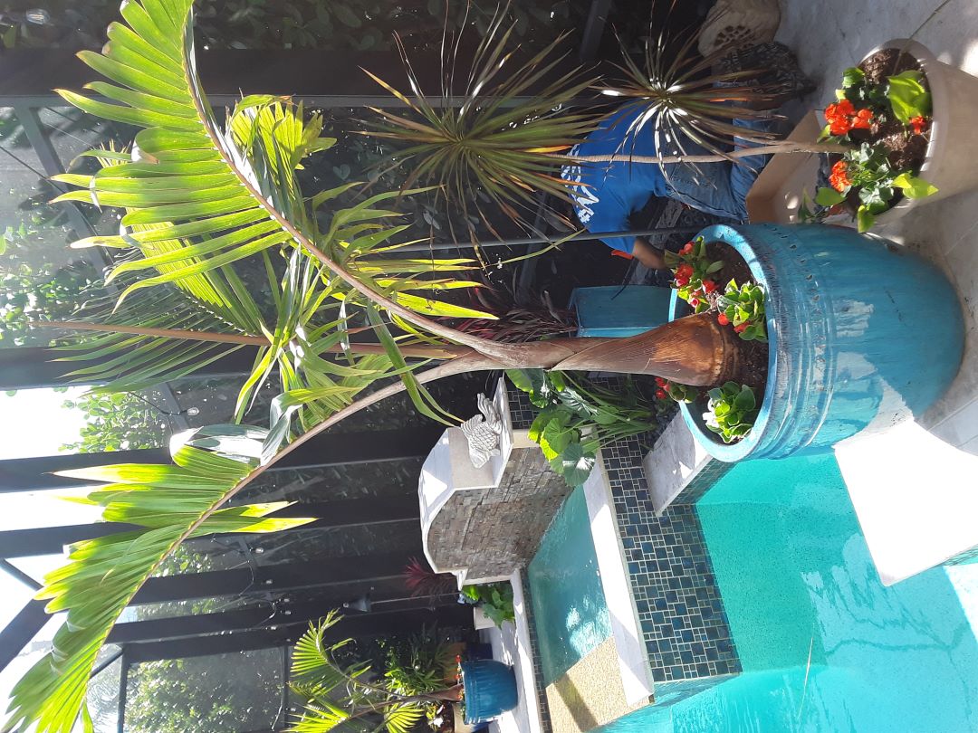 Lanai Planters landscaping ideas