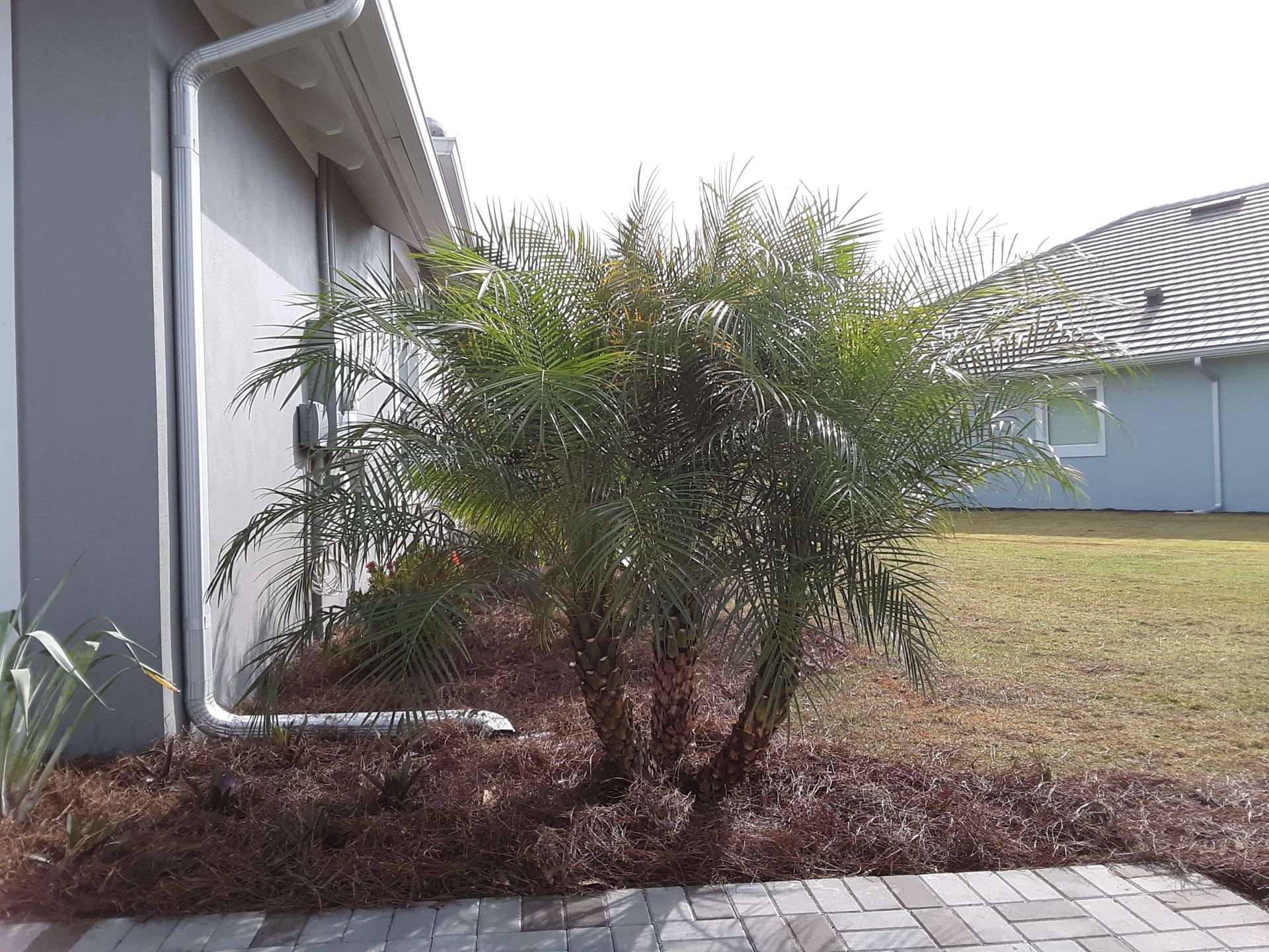 Pygmy Date Palm Robellini 5-6 ft. Cost