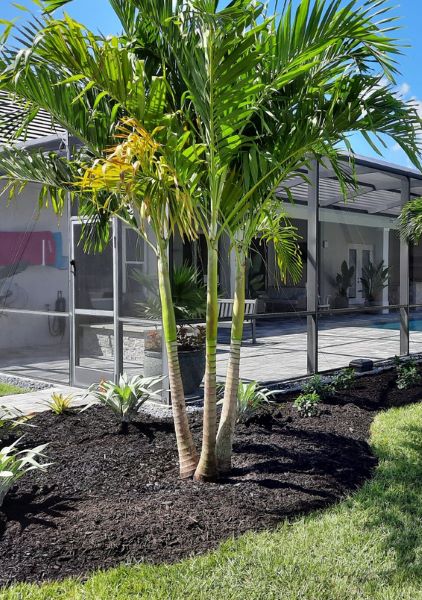 Naples Christmas Palm Pricing