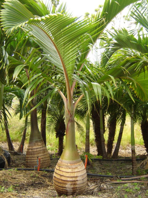 Bottle Palm 6-8 Ft.