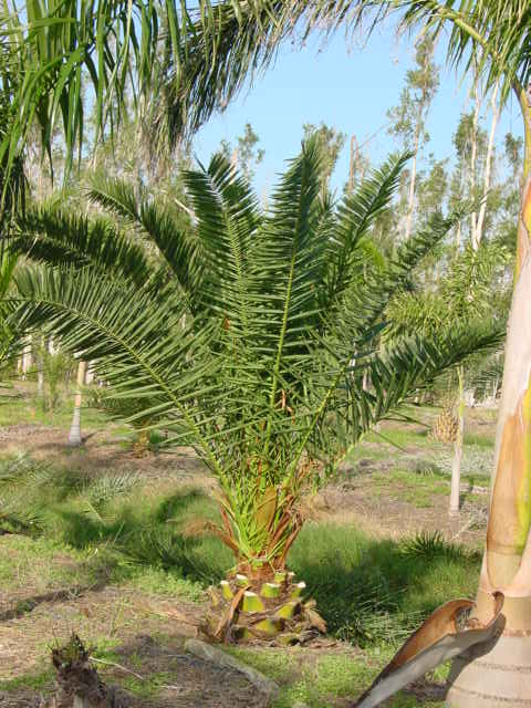 Canary Island Pineapple Palm Install Price