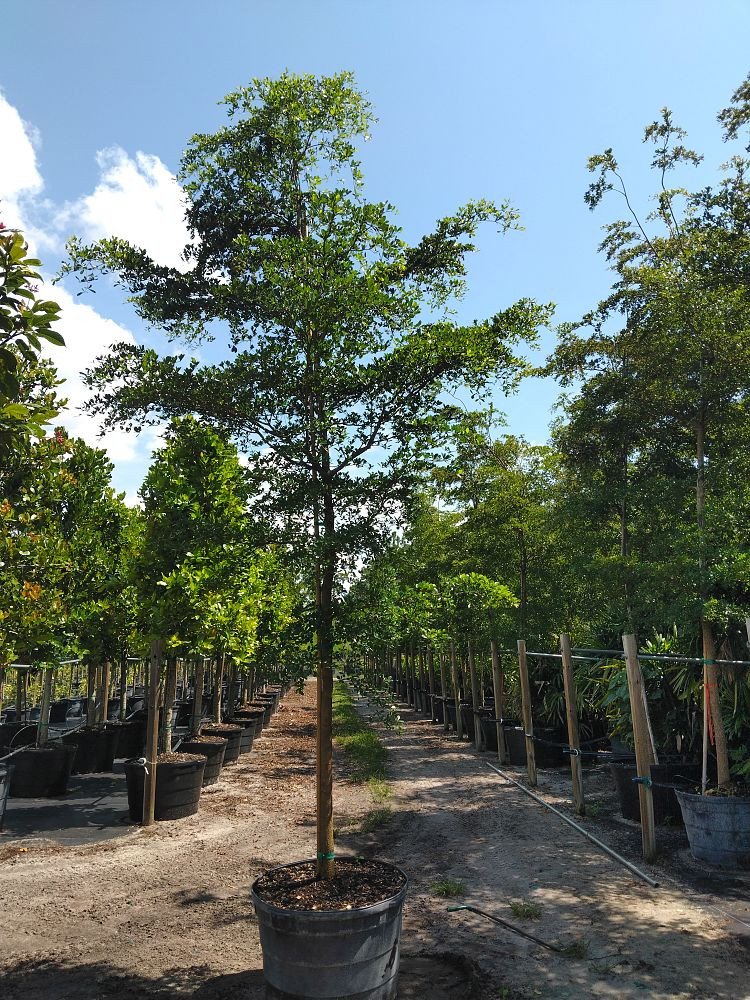 Black-Olive-Shady-Lady