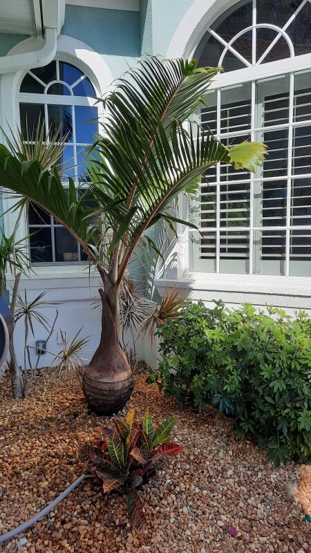 Bottle Palm Florida Fancy