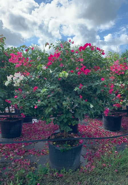 Bougainvillea-Multi-Color-Standard
