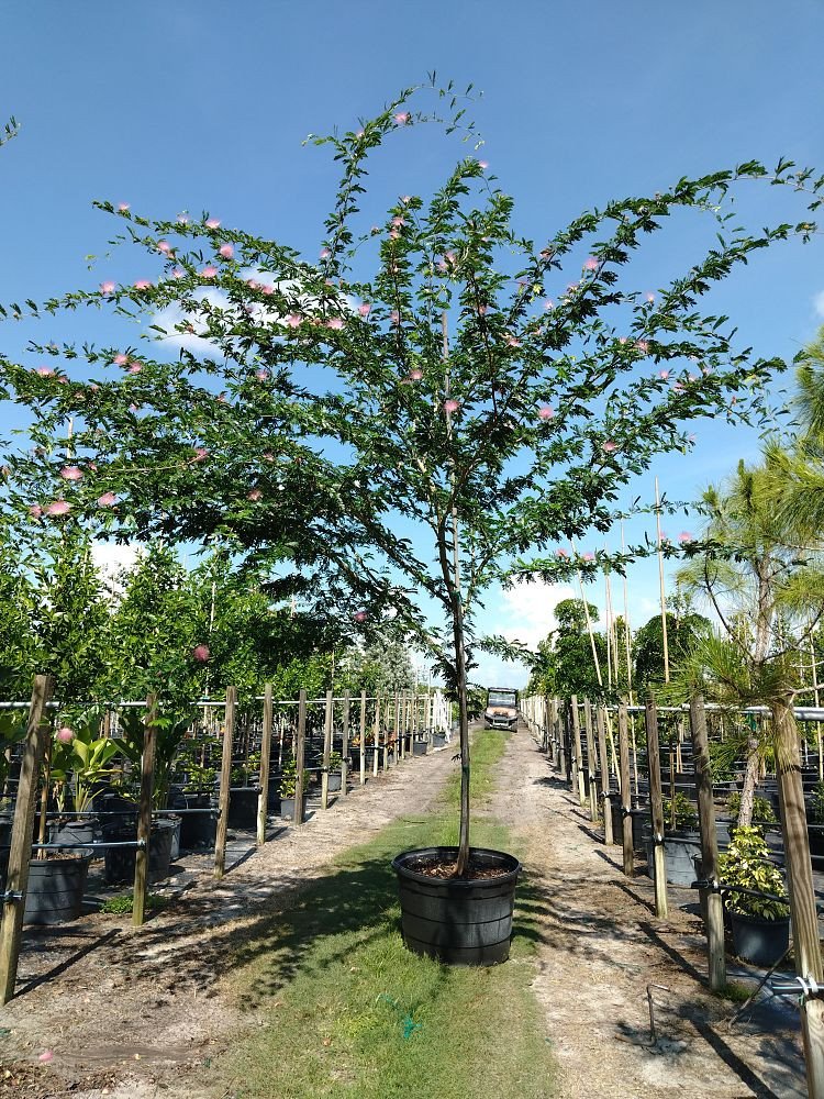Calliandra-riparia-Rose-Cascade-Pink-Powder-Puff