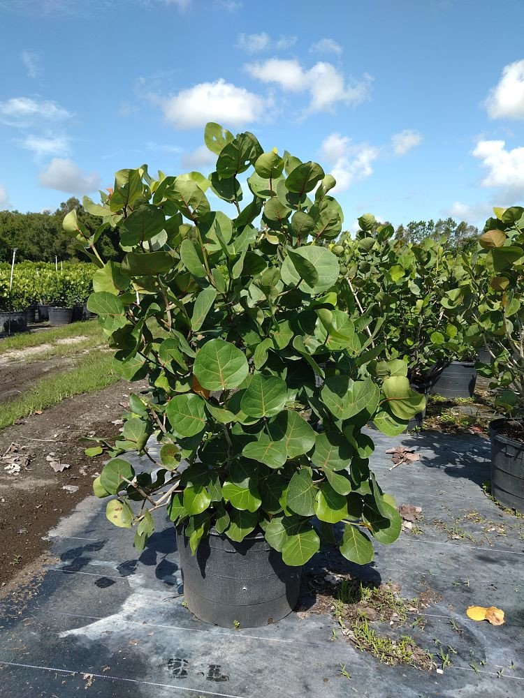 Coccoloba-uvifera-Sea-Grape-Seagrape