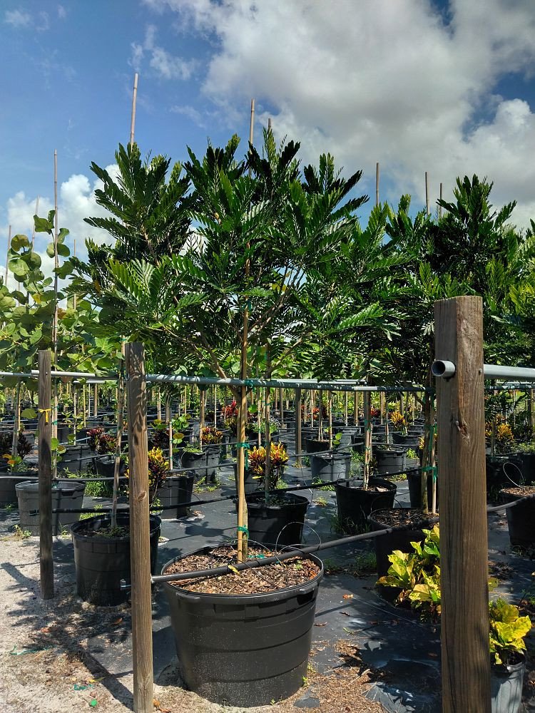 Filicium-decipiens-Japanese-Fern-Tree-1