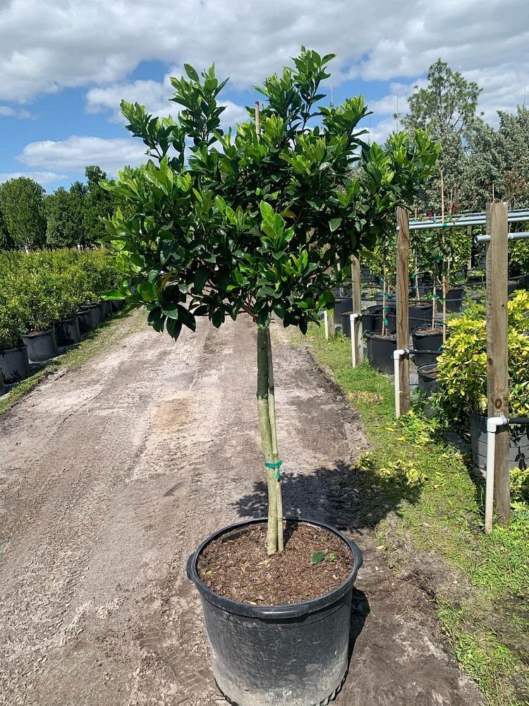 Gardenia-jasminoides-Miami-Supreme-Grafted