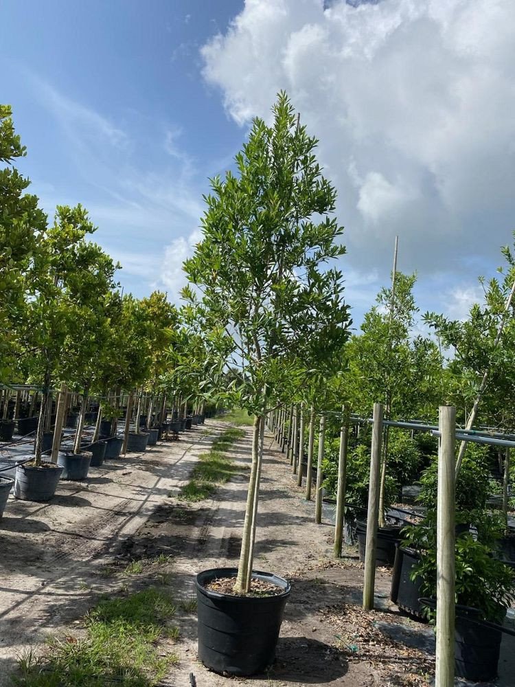 Ilex-cassine-Dahoon-Holly-Cassine-Holly