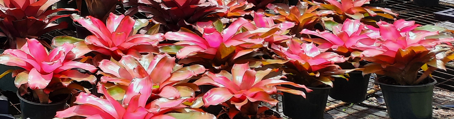 Naples Bromeliad Guide