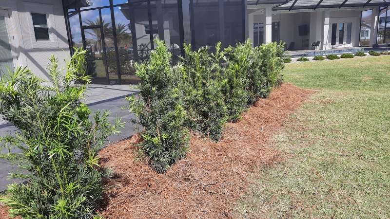 Podocarpus Maki 15 gallon price 1