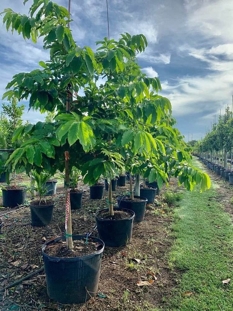 Queen Crape Myrtle Tree 1