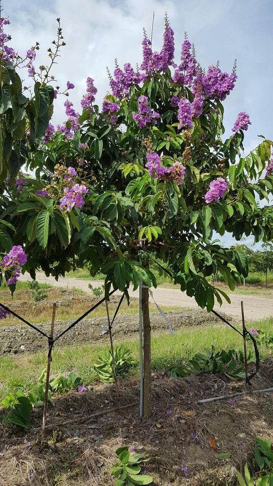 Queen-Crape-Myrtle-Tree