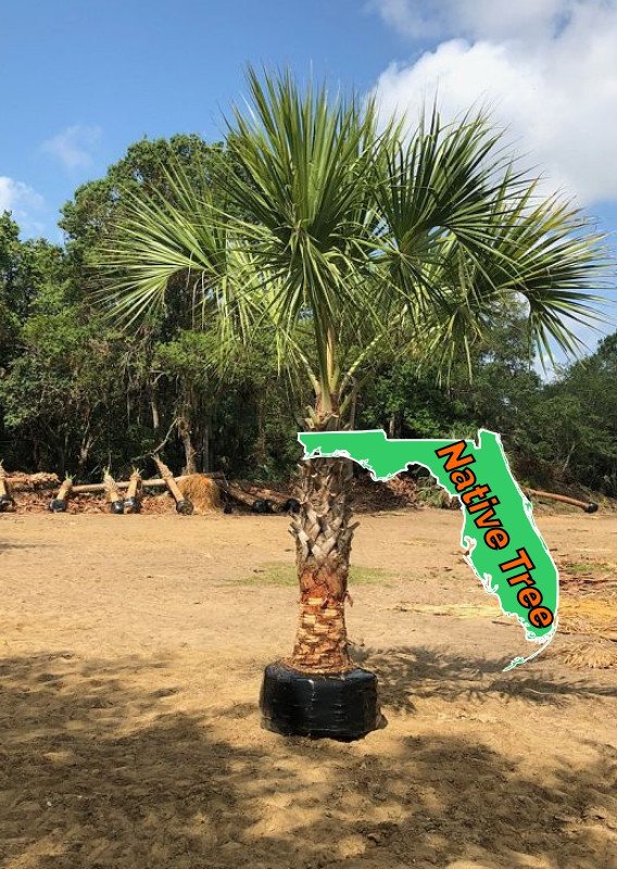 Sabal-Cabbage-Palm-2