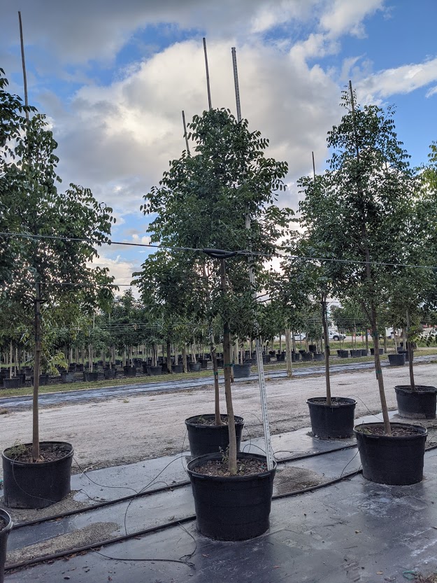 Swietenia-mahagoni-Mahogany-Tree