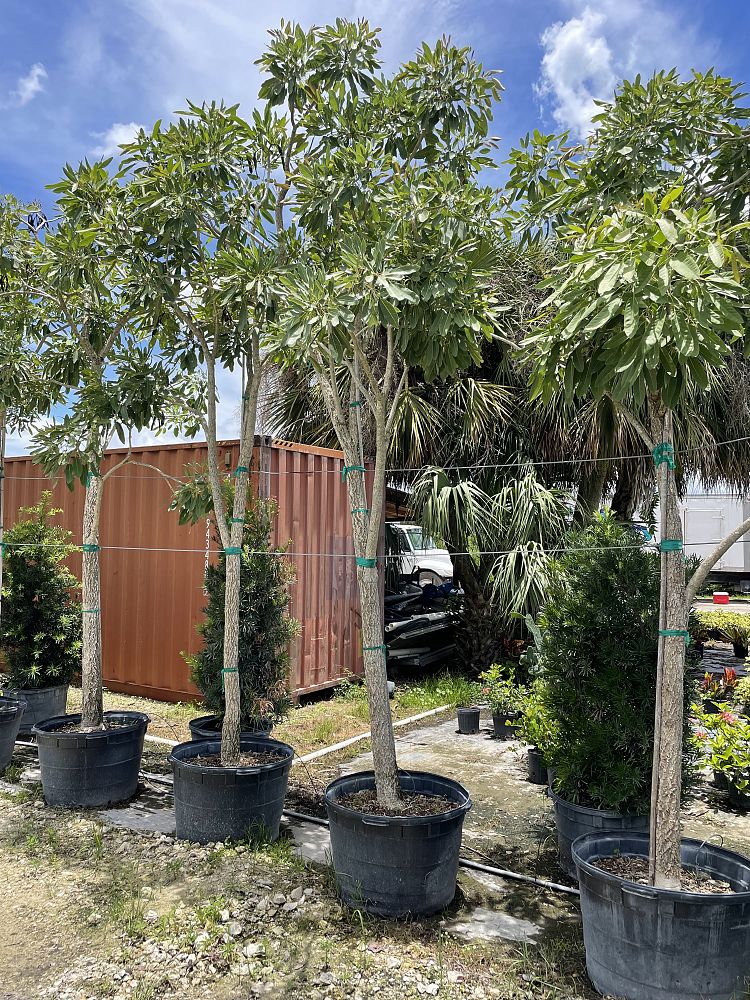 Tabebuia chrysantha, Yellow Trumpet Tree