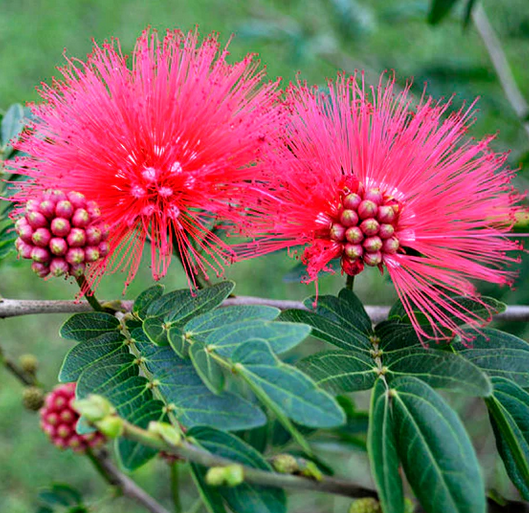 pink powder puff tree