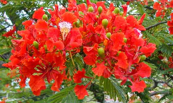 Royal Ponciana Native Florida Tree