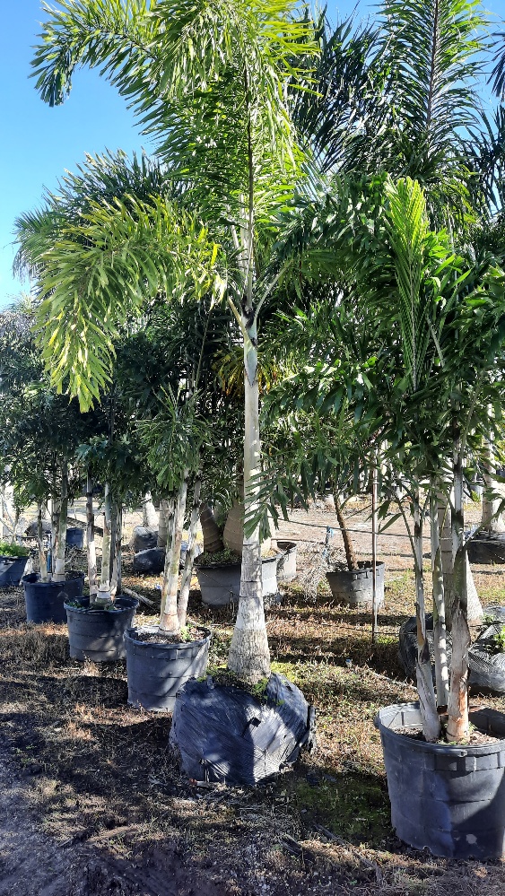Foxtail Palm Single Stem 10-12 ft