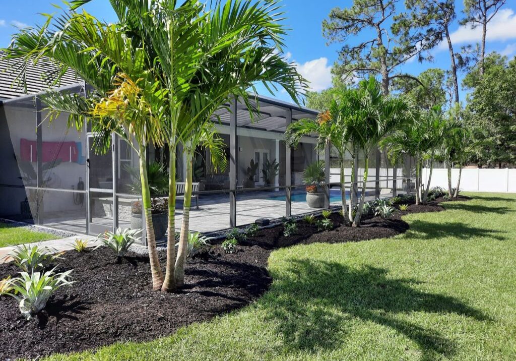 Container Palm trees 45 Gallon Christmas Palm