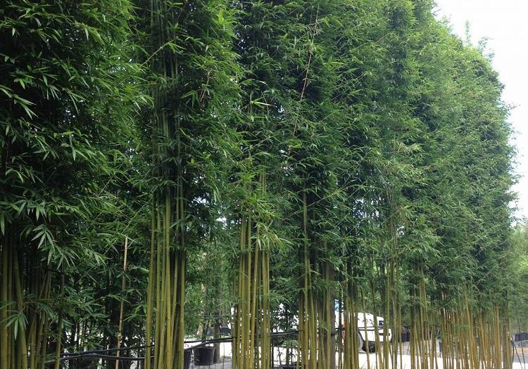 Bambo Weavers Privacy Screening Install Price