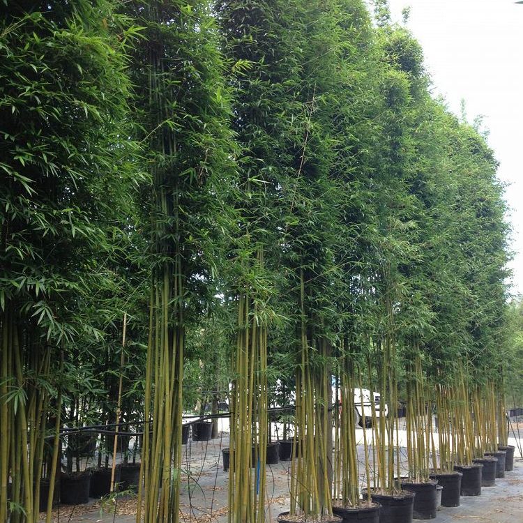 Bambo Weavers Privacy Screening Install Price