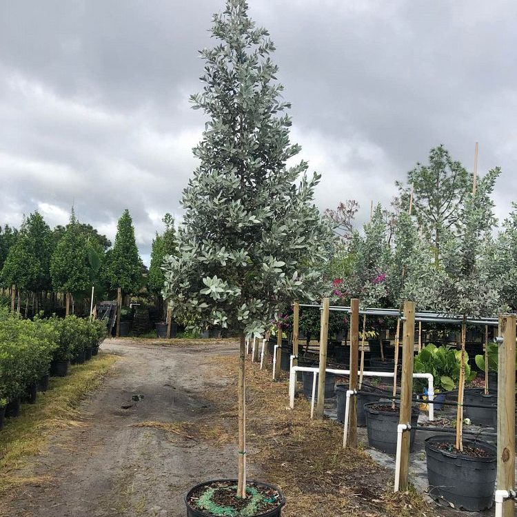 25 Gallon Silver Buttonwood Install Price