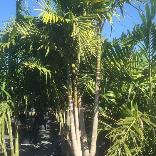 Alexander Palm Install Pricing