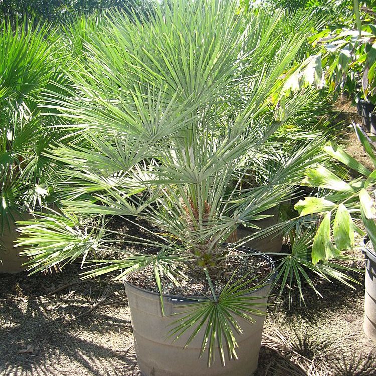 25 gallon European Fan Palm Install Price