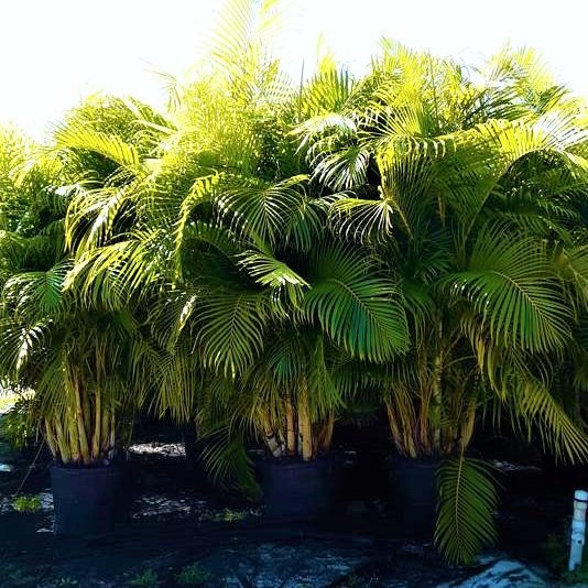Areca Palm Price