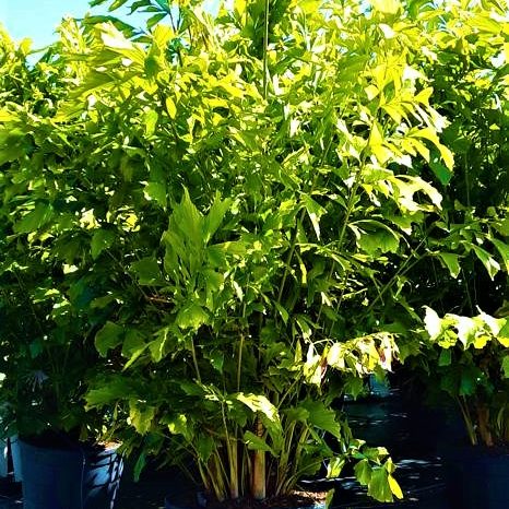 45 Gallon Fishtail Palm Cost