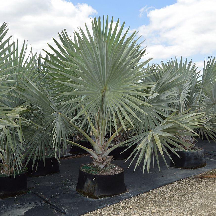 Silver Bismarck Cost 2