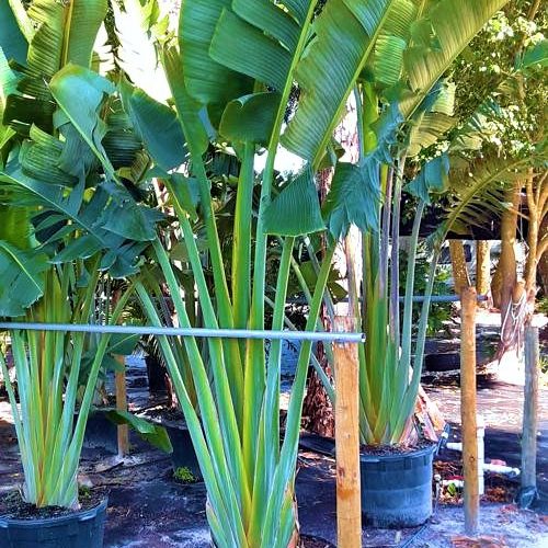 White Bird of Paradise Cost