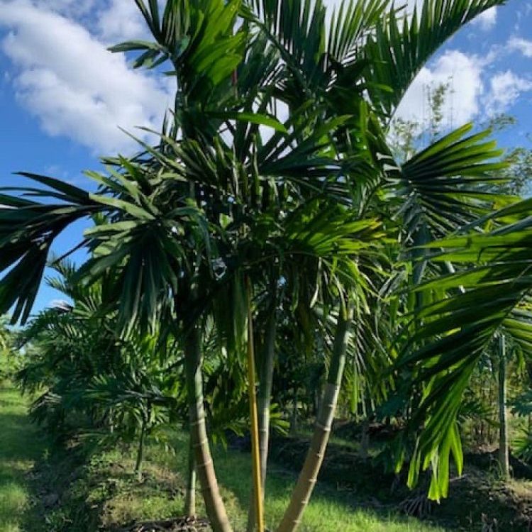 Alexander Solitaire Palm 16 - 20 ft. Install Price